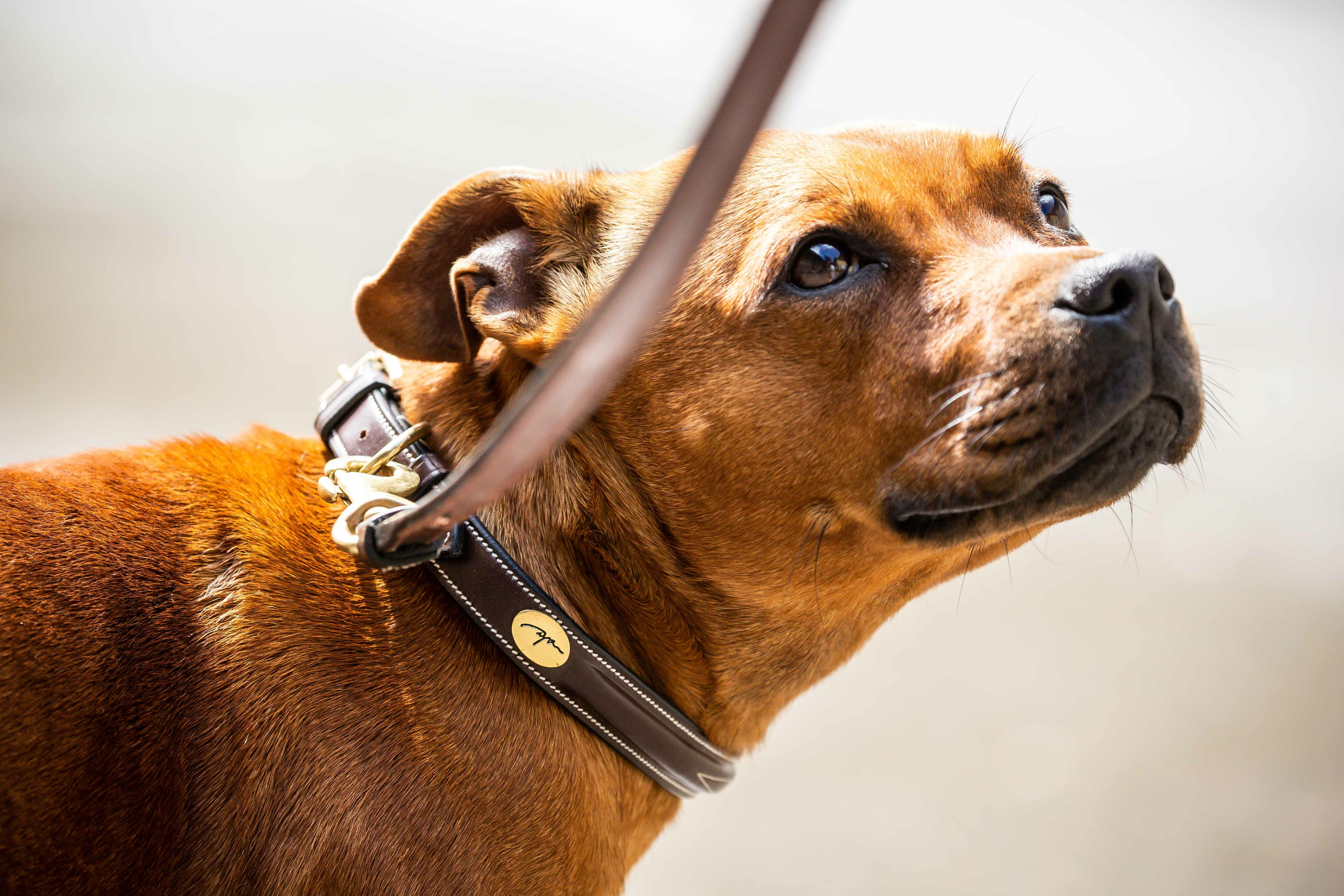 Collier chien