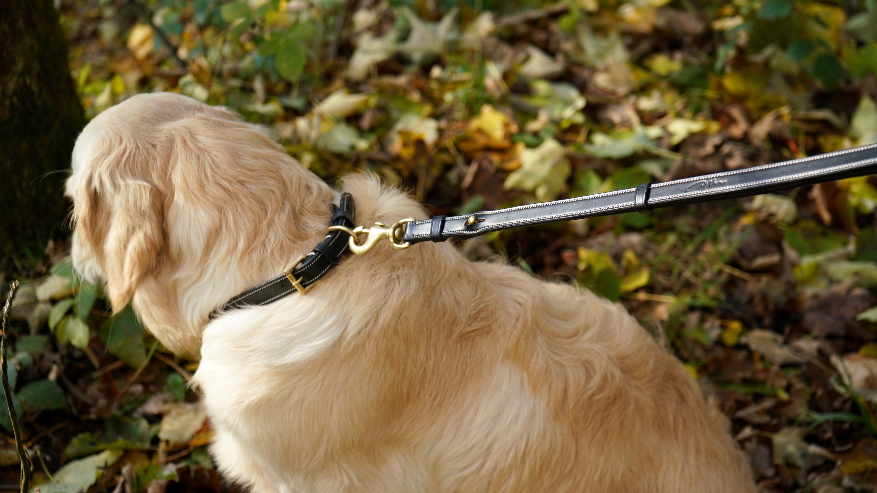 Laisse Pour Chien Classique Noir - Dy'on