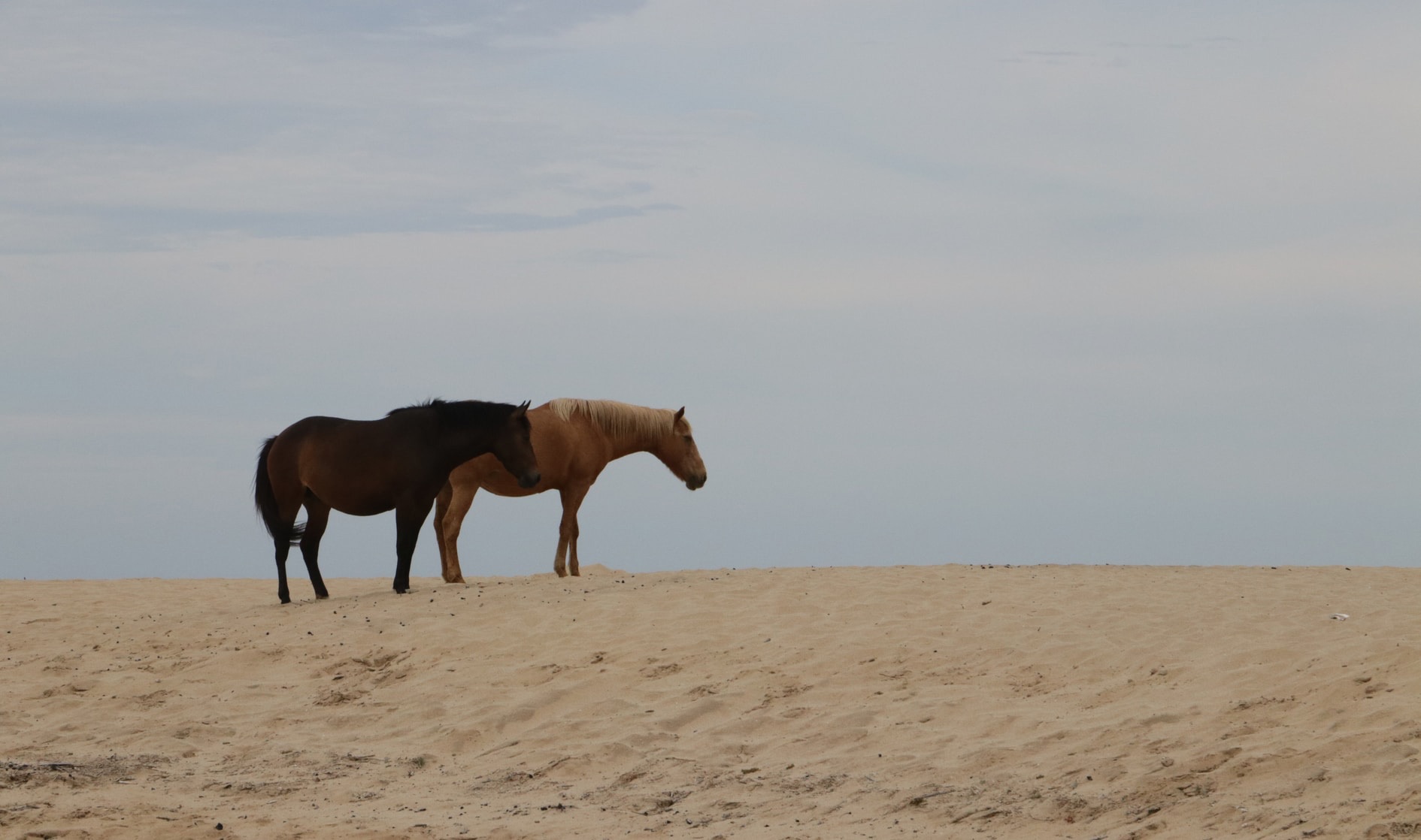 Chevaux sur la plage